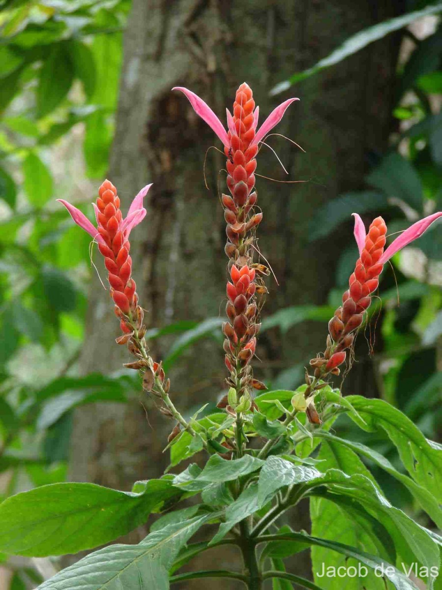 Aphelandra sinclairiana Nees